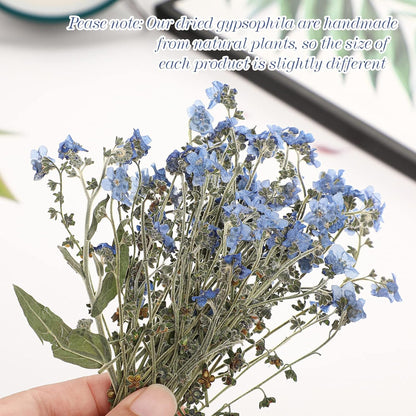 100 Pcs Natural Forget Me Not Pressed Dried Flowers Blue Don't Forget Me Dried Flower Real for Resin Jewelry Candle Card Making Nail Art DIY Home Decoration