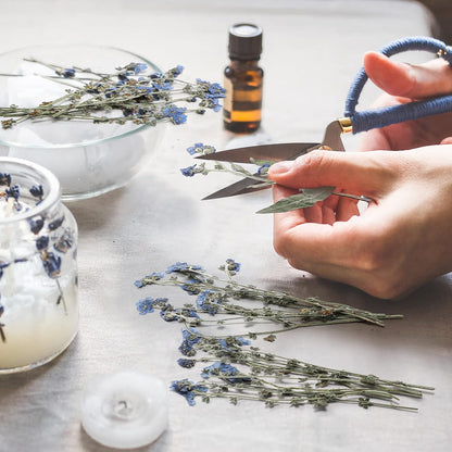 100 Pcs Natural Forget Me Not Pressed Dried Flowers Blue Don't Forget Me Dried Flower Real for Resin Jewelry Candle Card Making Nail Art DIY Home Decoration