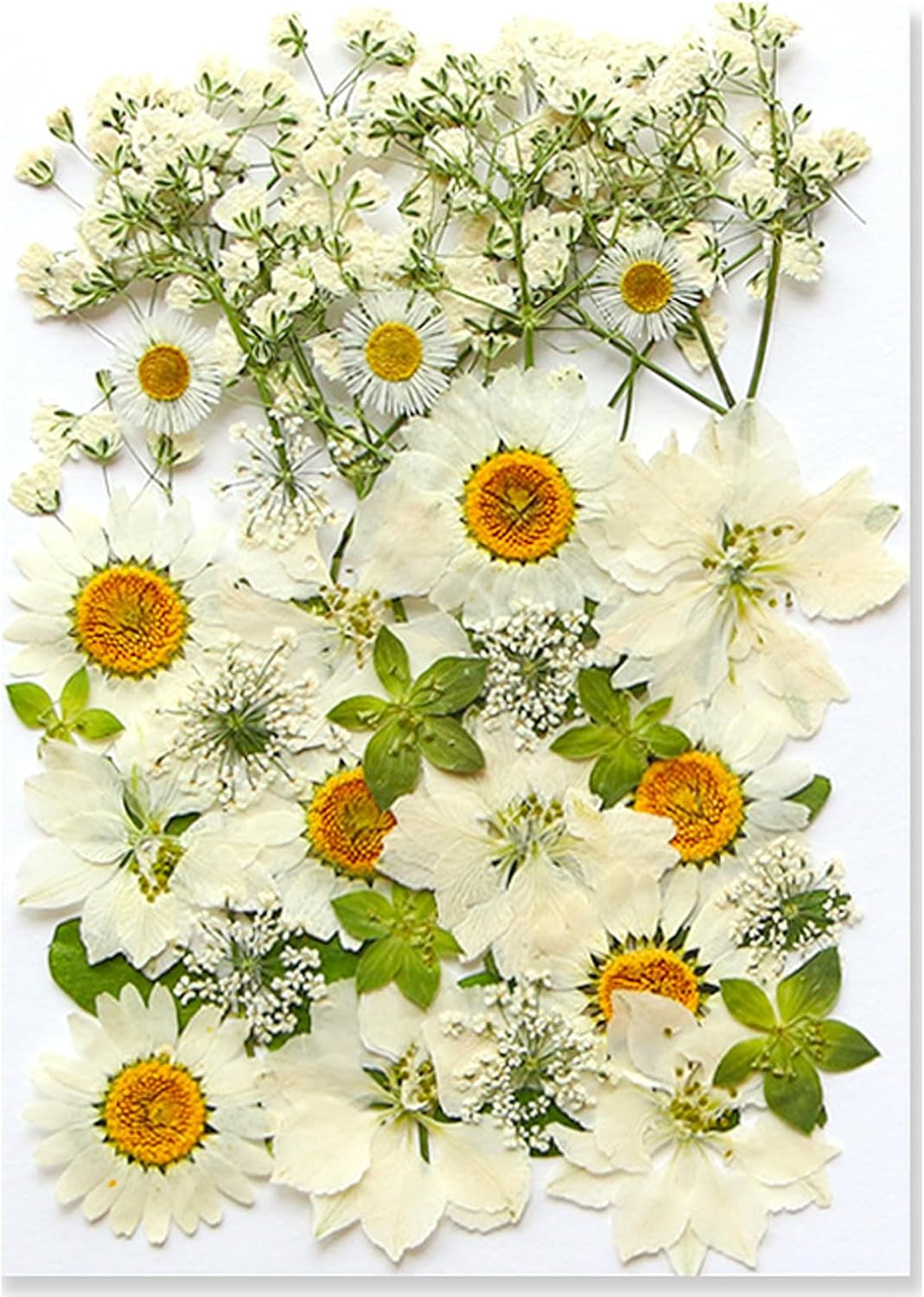 36Pcs Dried Pressed Flowers for Resin DIY Art Crafts Natural Dry Floral Daisy Epoxy Jewelry Real Rose Summer Decor Cakes Bookmarks Phone Cases Candles Handmade Soap White