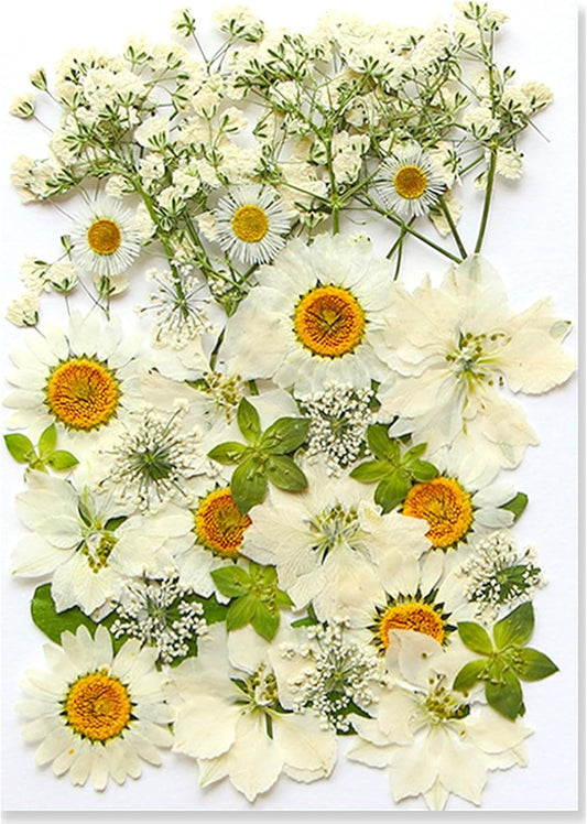 36Pcs Dried Pressed Flowers for Resin DIY Art Crafts Natural Dry Floral Daisy Epoxy Jewelry Real Rose Summer Decor Cakes Bookmarks Phone Cases Candles Handmade Soap White