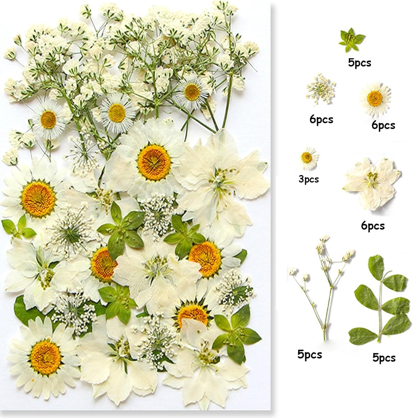 36Pcs Dried Pressed Flowers for Resin DIY Art Crafts Natural Dry Floral Daisy Epoxy Jewelry Real Rose Summer Decor Cakes Bookmarks Phone Cases Candles Handmade Soap White