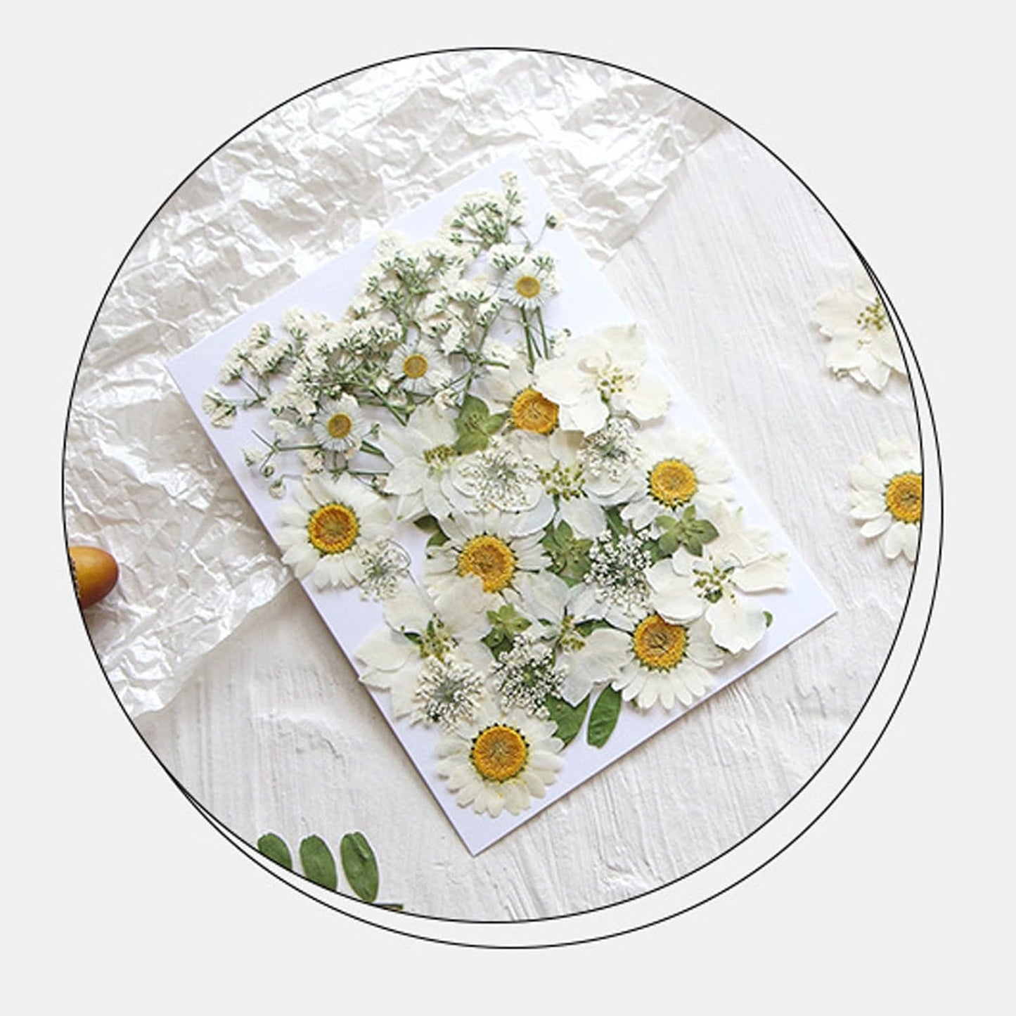 36Pcs Dried Pressed Flowers for Resin DIY Art Crafts Natural Dry Floral Daisy Epoxy Jewelry Real Rose Summer Decor Cakes Bookmarks Phone Cases Candles Handmade Soap White