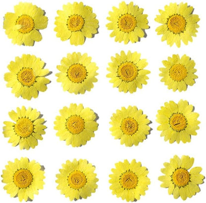 50pcs Natural Dried Daisy Flower, Vacuum Packaging, Pressed Flower for House Decoration, Jewelry Making, Phone case Decoration (Yellow)
