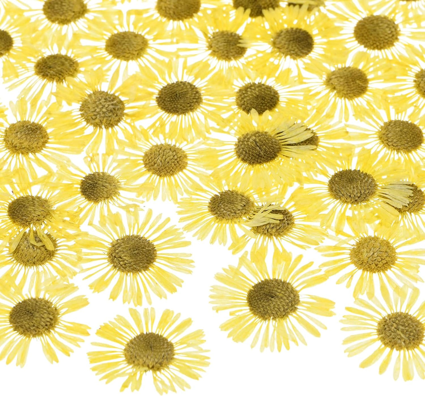 60-Pack Dried Pressed Flowers for Resin, Real Natural Bulk Dry Floral for Crafts/DIY Jewelry/Soap Making/Scrapbooking/Handmade Candle/Epoxy Resin Supplies [Yellow]