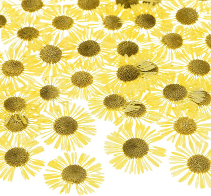 60-Pack Dried Pressed Flowers for Resin, Real Natural Bulk Dry Floral for Crafts/DIY Jewelry/Soap Making/Scrapbooking/Handmade Candle/Epoxy Resin Supplies [Yellow]