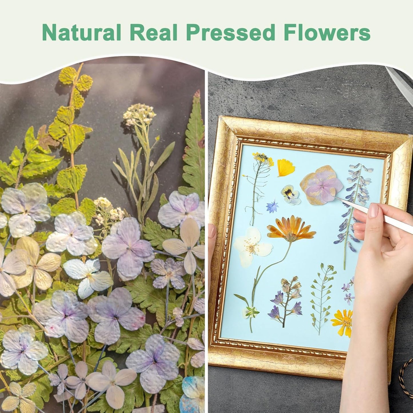 60-Pack Dried Pressed Flowers for Resin, Real Natural Bulk Dry Floral for Crafts/DIY Jewelry/Soap Making/Scrapbooking/Handmade Candle/Epoxy Resin Supplies [Yellow]