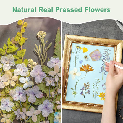 60-Pack Dried Pressed Flowers for Resin, Real Natural Bulk Dry Floral for Crafts/DIY Jewelry/Soap Making/Scrapbooking/Handmade Candle/Epoxy Resin Supplies [Yellow]