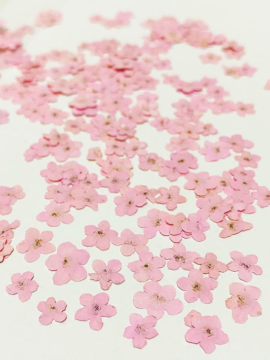 20 pcs Pink Forget Me Not Real Natural Dried Pressed Flowers for Resin Art Decors Craft DIY