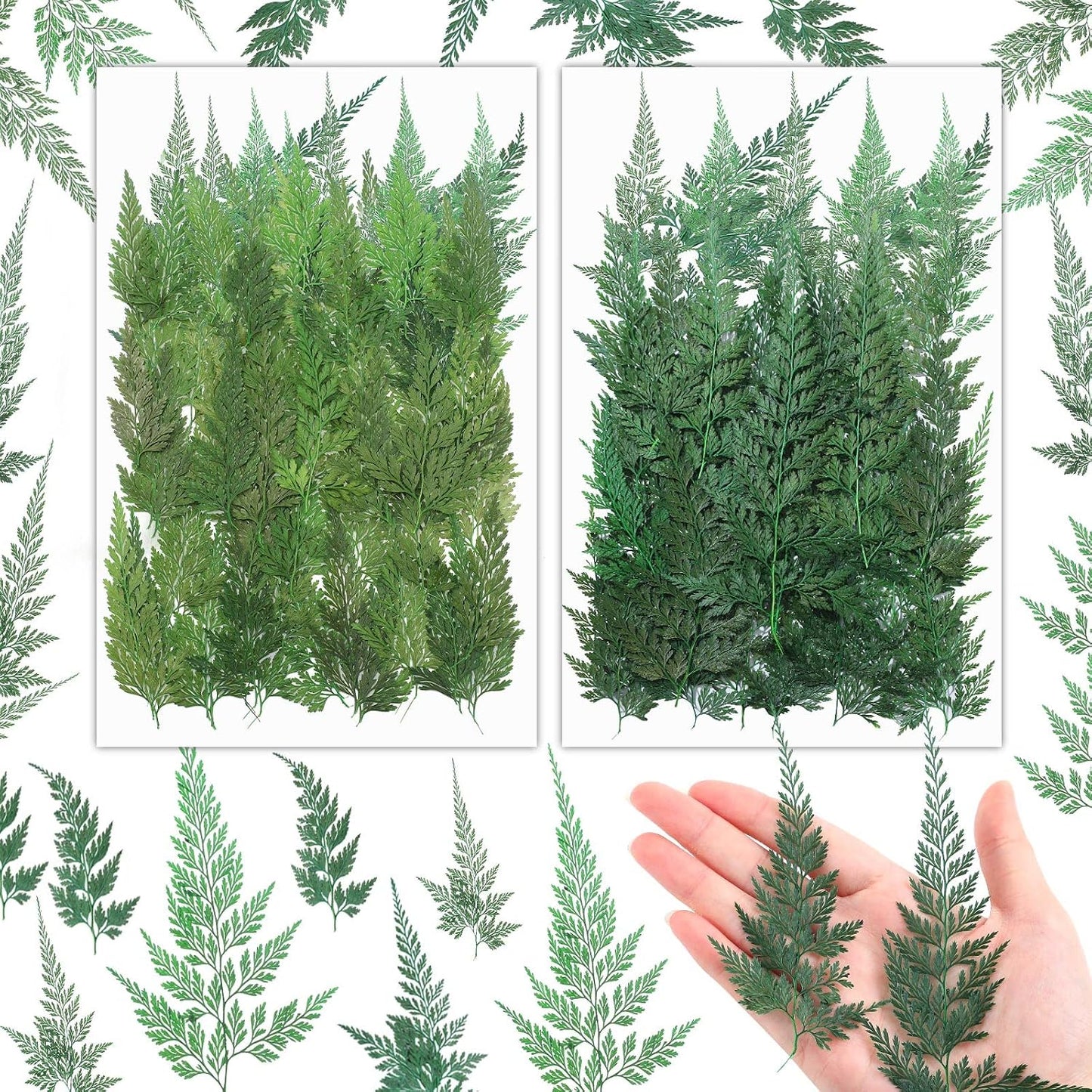 200 Pcs Dried Pressed Green Leaves Flowers Small Dry Preserved Natural Ferns Real Dried Greenery Plant Leaf for Gifts Card Decor Resin Arrangements Home Wedding Art DIY Crafts Decors