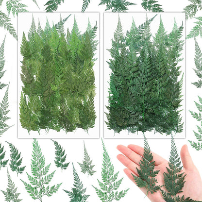 200 Pcs Dried Pressed Green Leaves Flowers Small Dry Preserved Natural Ferns Real Dried Greenery Plant Leaf for Gifts Card Decor Resin Arrangements Home Wedding Art DIY Crafts Decors