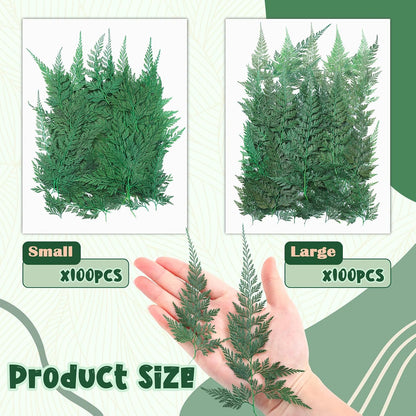 200 Pcs Dried Pressed Green Leaves Flowers Small Dry Preserved Natural Ferns Real Dried Greenery Plant Leaf for Gifts Card Decor Resin Arrangements Home Wedding Art DIY Crafts Decors