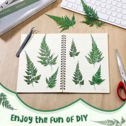200 Pcs Dried Pressed Green Leaves Flowers Small Dry Preserved Natural Ferns Real Dried Greenery Plant Leaf for Gifts Card Decor Resin Arrangements Home Wedding Art DIY Crafts Decors