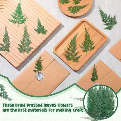 200 Pcs Dried Pressed Green Leaves Flowers Small Dry Preserved Natural Ferns Real Dried Greenery Plant Leaf for Gifts Card Decor Resin Arrangements Home Wedding Art DIY Crafts Decors
