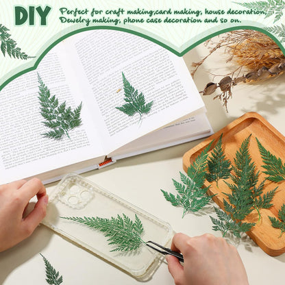 200 Pcs Dried Pressed Green Leaves Flowers Small Dry Preserved Natural Ferns Real Dried Greenery Plant Leaf for Gifts Card Decor Resin Arrangements Home Wedding Art DIY Crafts Decors