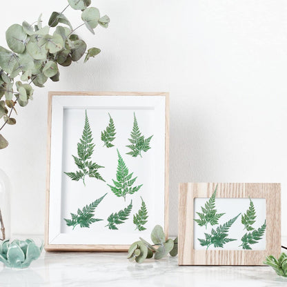 200 Pcs Dried Pressed Green Leaves Flowers Small Dry Preserved Natural Ferns Real Dried Greenery Plant Leaf for Gifts Card Decor Resin Arrangements Home Wedding Art DIY Crafts Decors