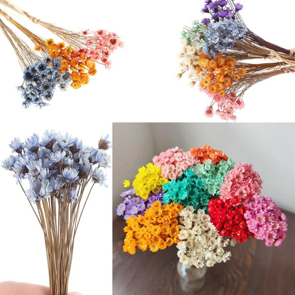 300PCS Dried Flowers Brazilian Small Star Daisy, 15" Decorative Natural Mini Chamomile Bouquet, Floral Arrangements for Wedding Party Home Decor, Dried Flowers Bundles for DIY Craft