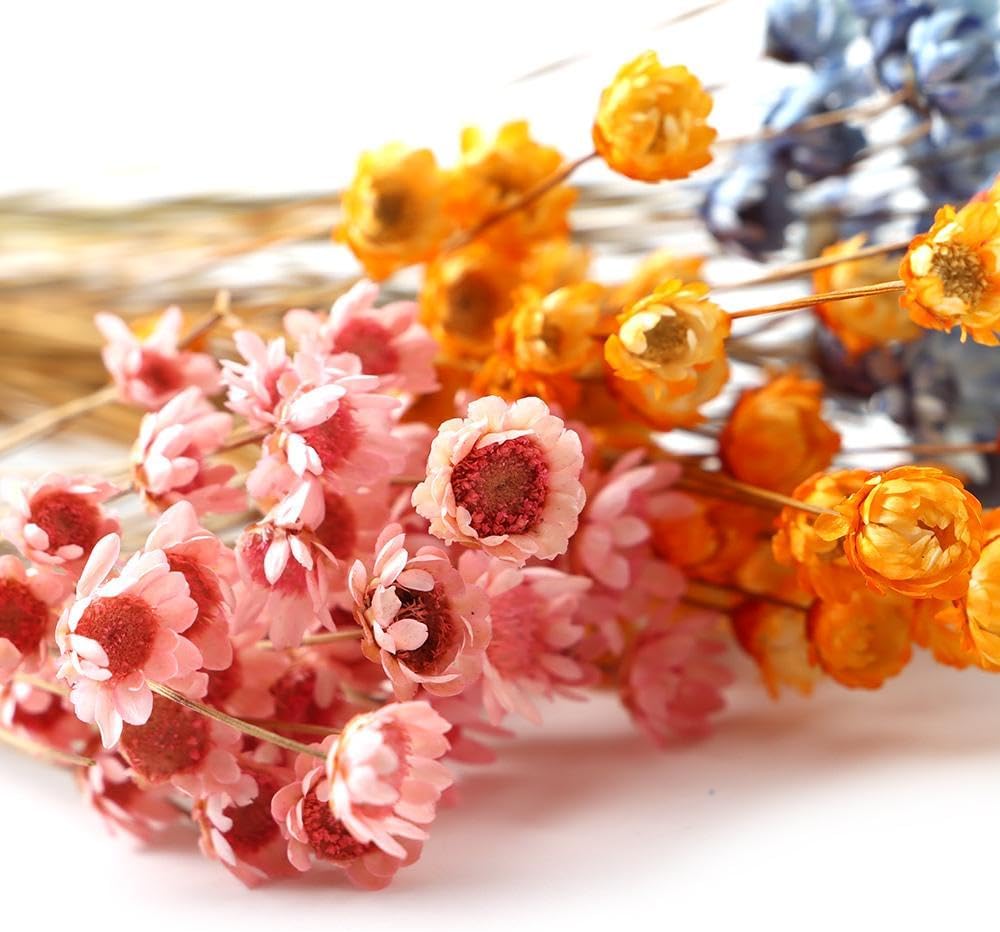 300PCS Dried Flowers Brazilian Small Star Daisy, 15" Decorative Natural Mini Chamomile Bouquet, Floral Arrangements for Wedding Party Home Decor, Dried Flowers Bundles for DIY Craft