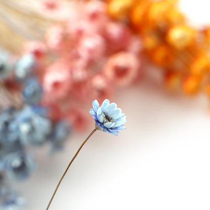 300PCS Dried Flowers Brazilian Small Star Daisy, 15" Decorative Natural Mini Chamomile Bouquet, Floral Arrangements for Wedding Party Home Decor, Dried Flowers Bundles for DIY Craft