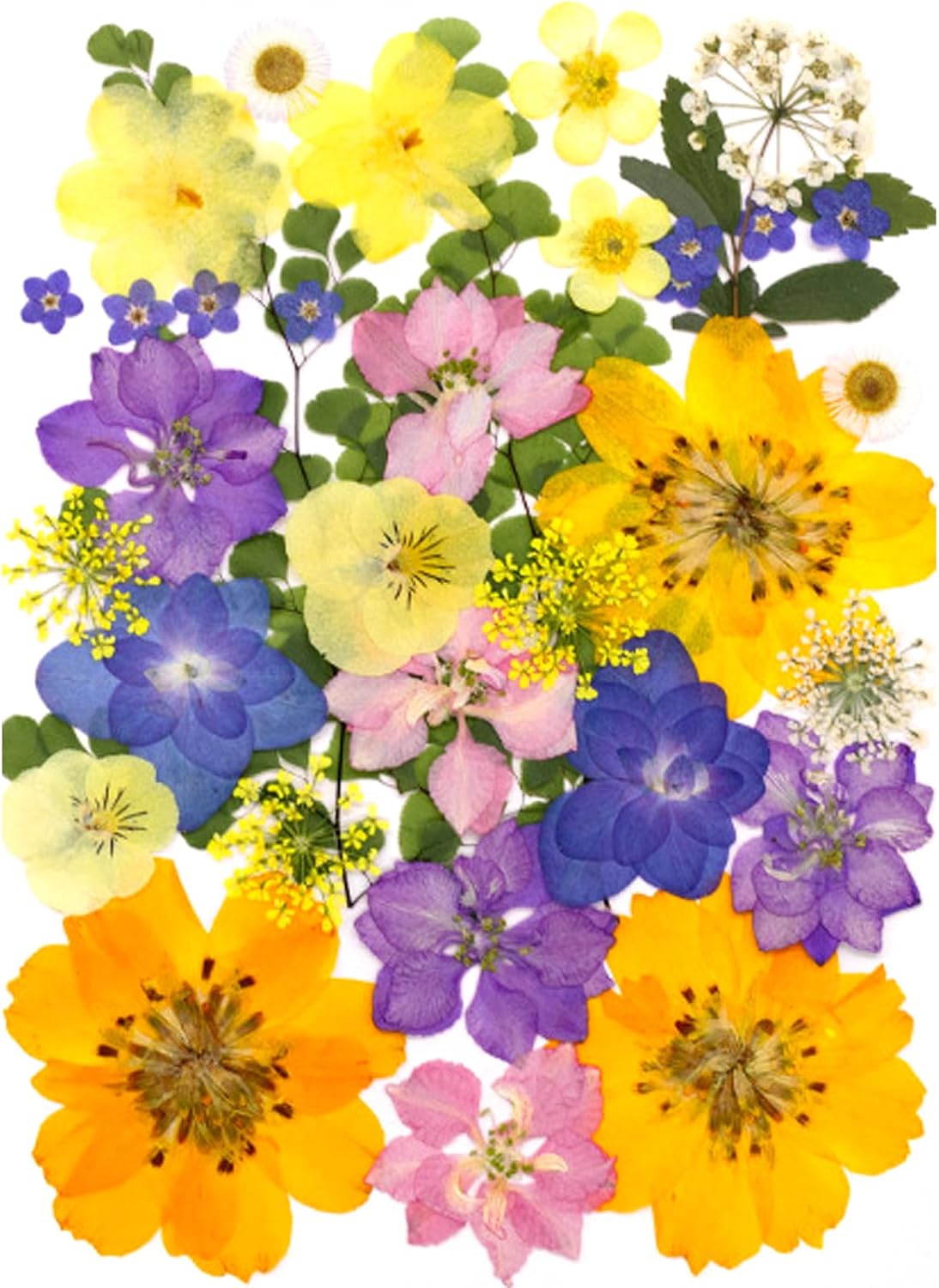 34Pcs Pressed Dried Flowers for Resin, Assorted Real Natural Bulk Dry Leaves for DIY Art Crafts, Epoxy Molds, Jewelry, Soap, Candle Making, Nails Decors