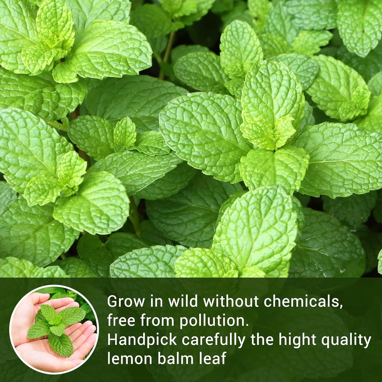 Lemon Balm Tea Bags, Pure & Natural Dried Lemon Balm, Herbal Tea Bags with Caffeine Free, Premium Lemon Balm Leaf for Calming and Digestion Support (1 Pack/50 Bags)