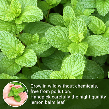 Lemon Balm Tea Bags, Pure & Natural Dried Lemon Balm, Herbal Tea Bags with Caffeine Free, Premium Lemon Balm Leaf for Calming and Digestion Support (1 Pack/50 Bags)