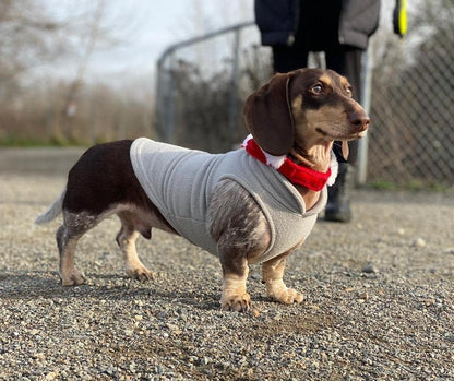 Fleece Vest Dog Sweater, Gray/Yellow, X-Small | Soft warm fleece; Pullover, easy on/off (no zippers); O-ring leash attachment; Machine washable