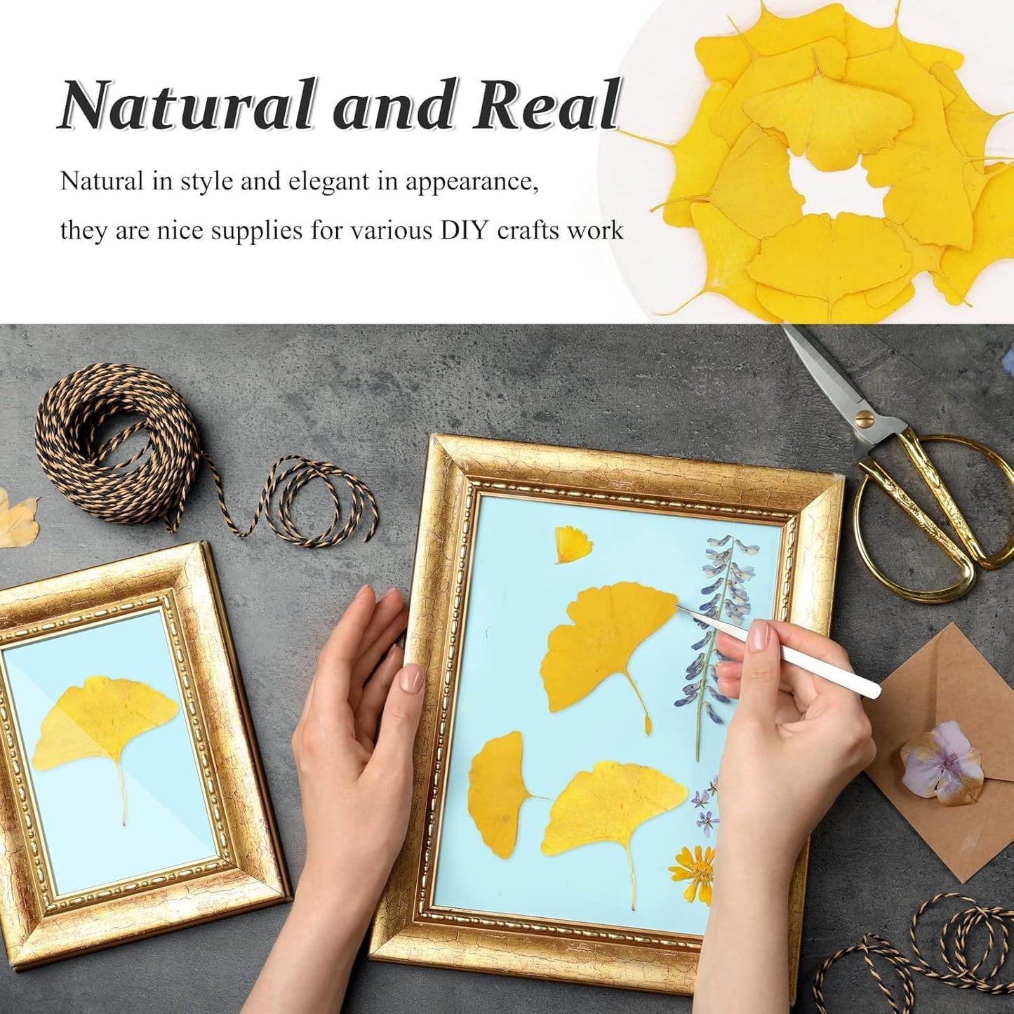 Yellow Dried Ginkgo Leaves for Resin, 42PCS Natural Dry Pressed Ginkgo Leaf for Epoxy Resin Mold Jewelry Card Making Scrapbooking DIY Art Crafts Table Wedding Party Meeting Room Decor