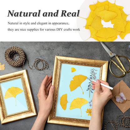 Yellow Dried Ginkgo Leaves for Resin, 42PCS Natural Dry Pressed Ginkgo Leaf for Epoxy Resin Mold Jewelry Card Making Scrapbooking DIY Art Crafts Table Wedding Party Meeting Room Decor