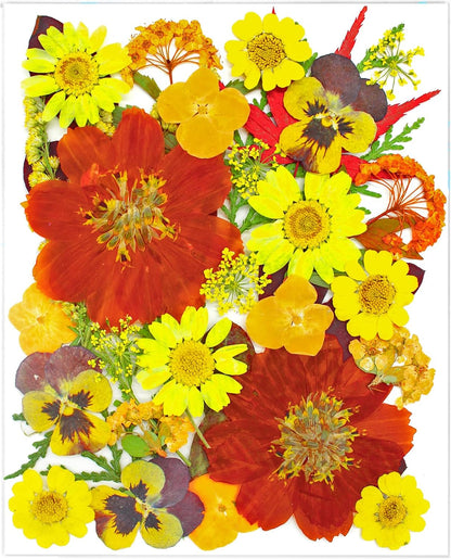 34 Pcs Yellow Dried Pressed Flowers for Resin, Real Natural Bulk Dry Wildflowers Leaves Perfect for Epoxy Molds, DIY Crafts, Nails Soap Candles Jewelry Making, and Home Decor