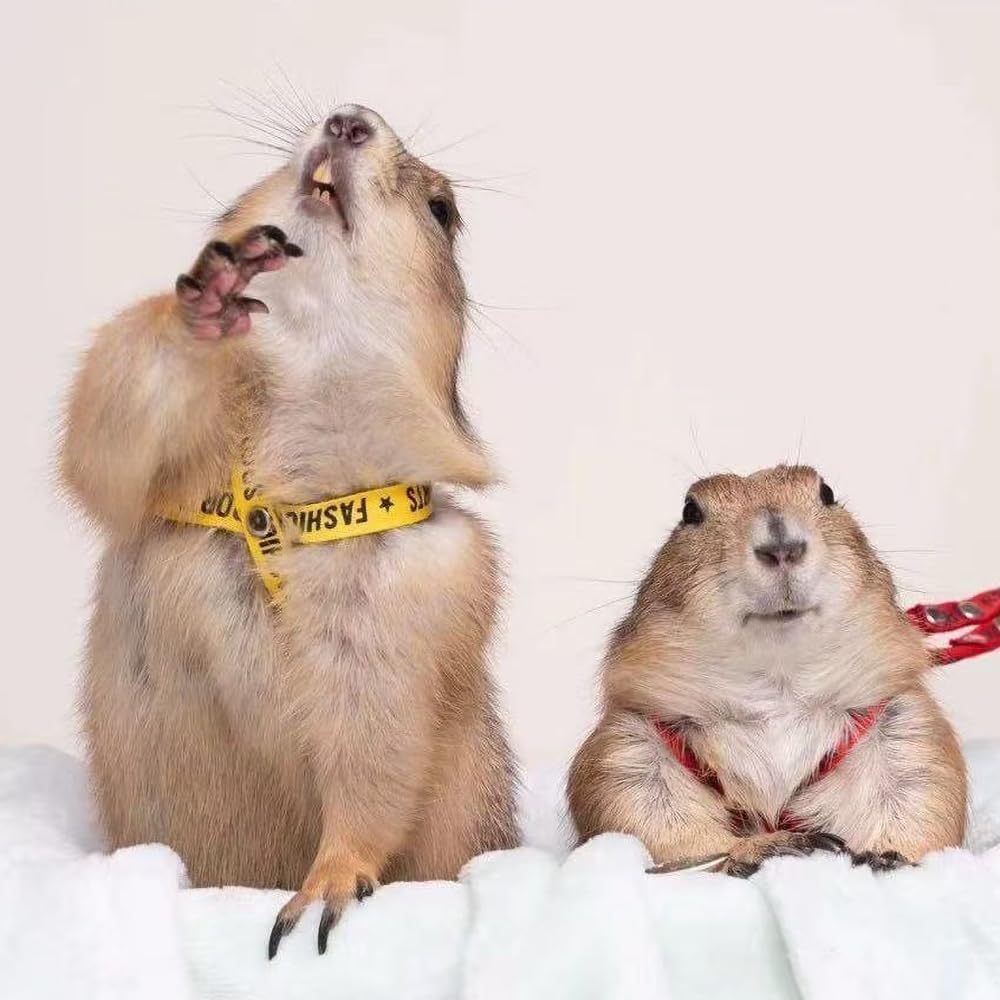 Pet Adjustable Escape Proof Harness and Leash Set for Small Animals, Escape Resistant Figure 8 Harness for Ferret, Meerkat, Groundhog, Guinea Pig, Hedgehog - Small to Medium Size Rabbit (Yellow)