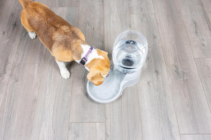 Aspen Pet Lebistro Water Dispenser for Cats and Dogs, 1 Gal Size | Gravity fed reservoir, reduces daily refills, USA made, wide basin, suits multiple pets sharing one feeding area each day