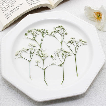 24pcs Pressed Flowers for Wax Seal Wedding invations, Real Natural Dried Flowers for Crafts Greeting Cards, Gift Box, Baby Shower, Wedding Decor (White Babys Breath)