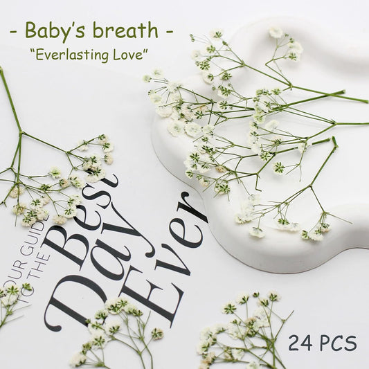24pcs Pressed Flowers for Wax Seal Wedding invations, Real Natural Dried Flowers for Crafts Greeting Cards, Gift Box, Baby Shower, Wedding Decor (White Babys Breath)