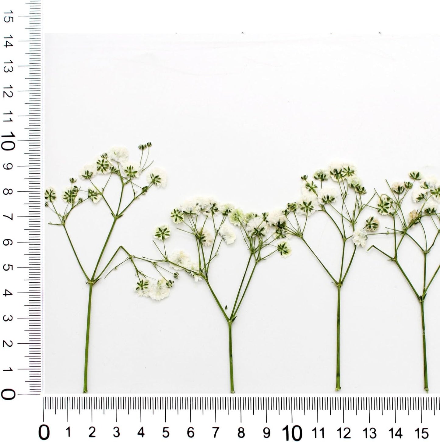 24pcs Pressed Flowers for Wax Seal Wedding invations, Real Natural Dried Flowers for Crafts Greeting Cards, Gift Box, Baby Shower, Wedding Decor (White Babys Breath)