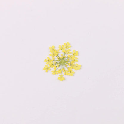 100pcs/pack Ammi majus Natural Pressed Dried Flower for Resin Jewelry Making, Soap and Candle Making, Scrapbooking DIY (Yellow)