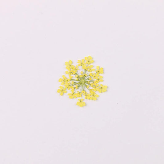 100pcs/pack Ammi majus Natural Pressed Dried Flower for Resin Jewelry Making, Soap and Candle Making, Scrapbooking DIY (Yellow)