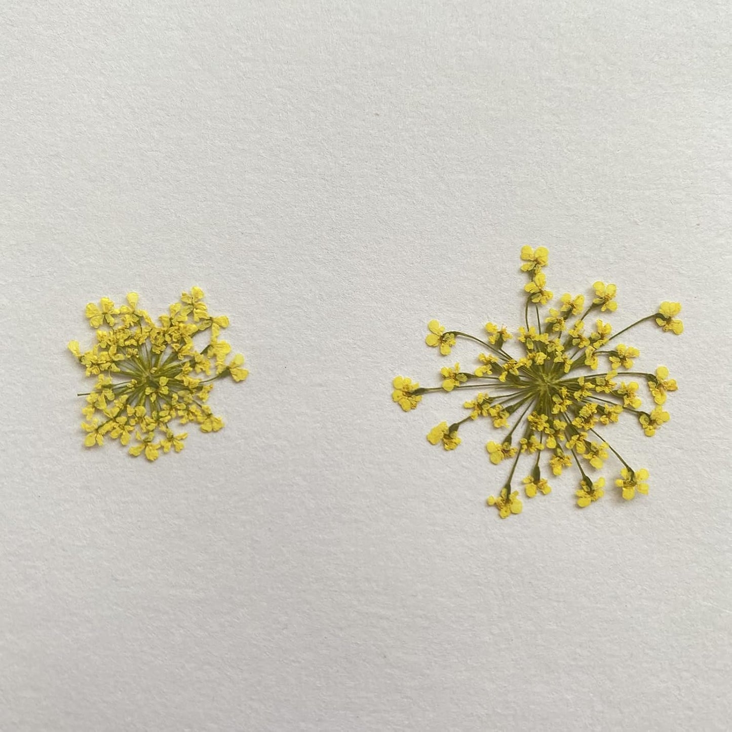 100pcs/pack Ammi majus Natural Pressed Dried Flower for Resin Jewelry Making, Soap and Candle Making, Scrapbooking DIY (Yellow)