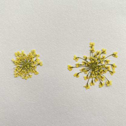 100pcs/pack Ammi majus Natural Pressed Dried Flower for Resin Jewelry Making, Soap and Candle Making, Scrapbooking DIY (Yellow)