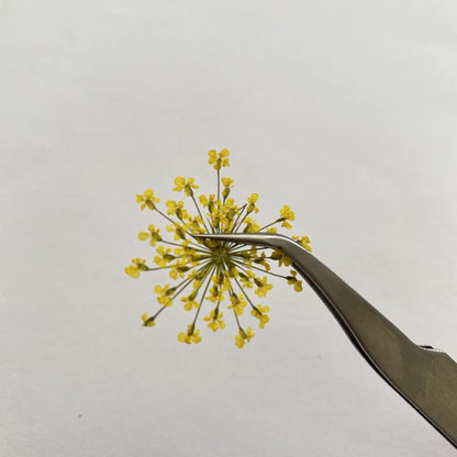 100pcs/pack Ammi majus Natural Pressed Dried Flower for Resin Jewelry Making, Soap and Candle Making, Scrapbooking DIY (Yellow)