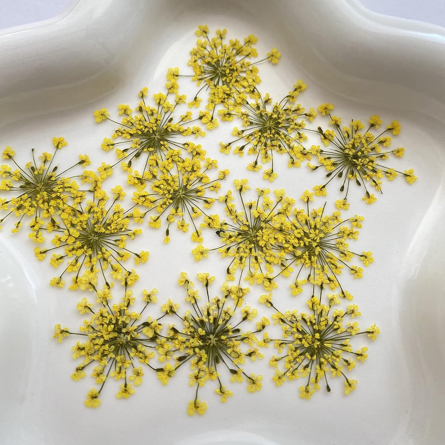 100pcs/pack Ammi majus Natural Pressed Dried Flower for Resin Jewelry Making, Soap and Candle Making, Scrapbooking DIY (Yellow)