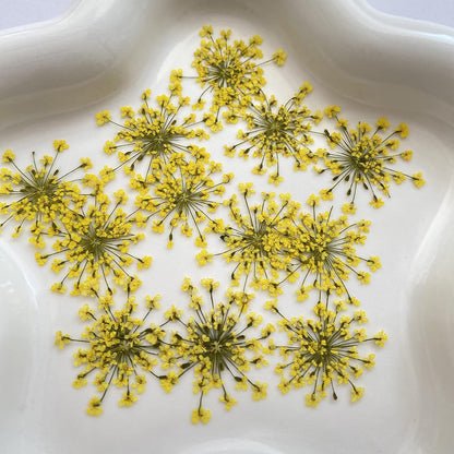 100pcs/pack Ammi majus Natural Pressed Dried Flower for Resin Jewelry Making, Soap and Candle Making, Scrapbooking DIY (Yellow)