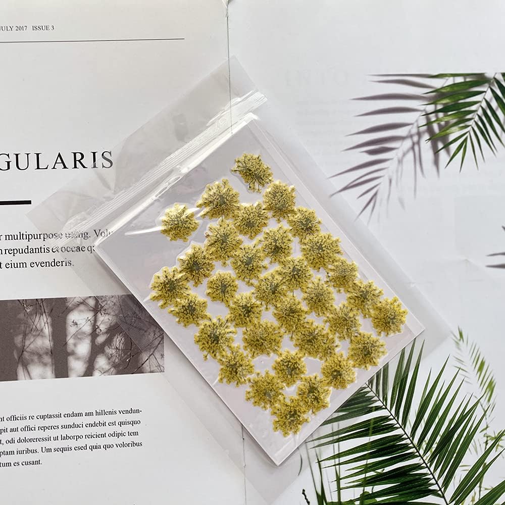 100pcs/pack Ammi majus Natural Pressed Dried Flower for Resin Jewelry Making, Soap and Candle Making, Scrapbooking DIY (Yellow)