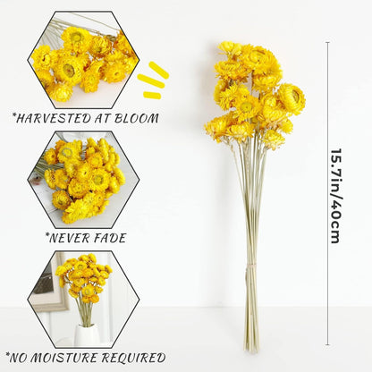 Dried Flower 40PCS Daisy Bouquet 100% Natural Chrysanthemum Dry Flower for Vase Home décor Party DIY Arrangement Wheat Straw Bulk（Yellow）
