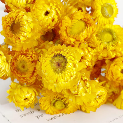 Dried Flower 40PCS Daisy Bouquet 100% Natural Chrysanthemum Dry Flower for Vase Home décor Party DIY Arrangement Wheat Straw Bulk（Yellow）