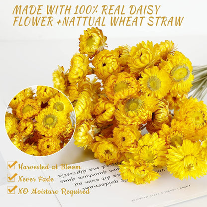 Dried Flower 40PCS Daisy Bouquet 100% Natural Chrysanthemum Dry Flower for Vase Home décor Party DIY Arrangement Wheat Straw Bulk（Yellow）