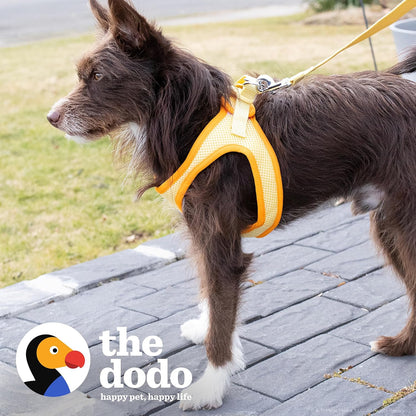 Yellow Dog Harness, Size Small; Easy Step-in Harness for Dogs; Breathable Mesh Fabric; Snap-Together, Pinch Release Buckle, Ring for Leash Attachment; Everyday Pet Apparel