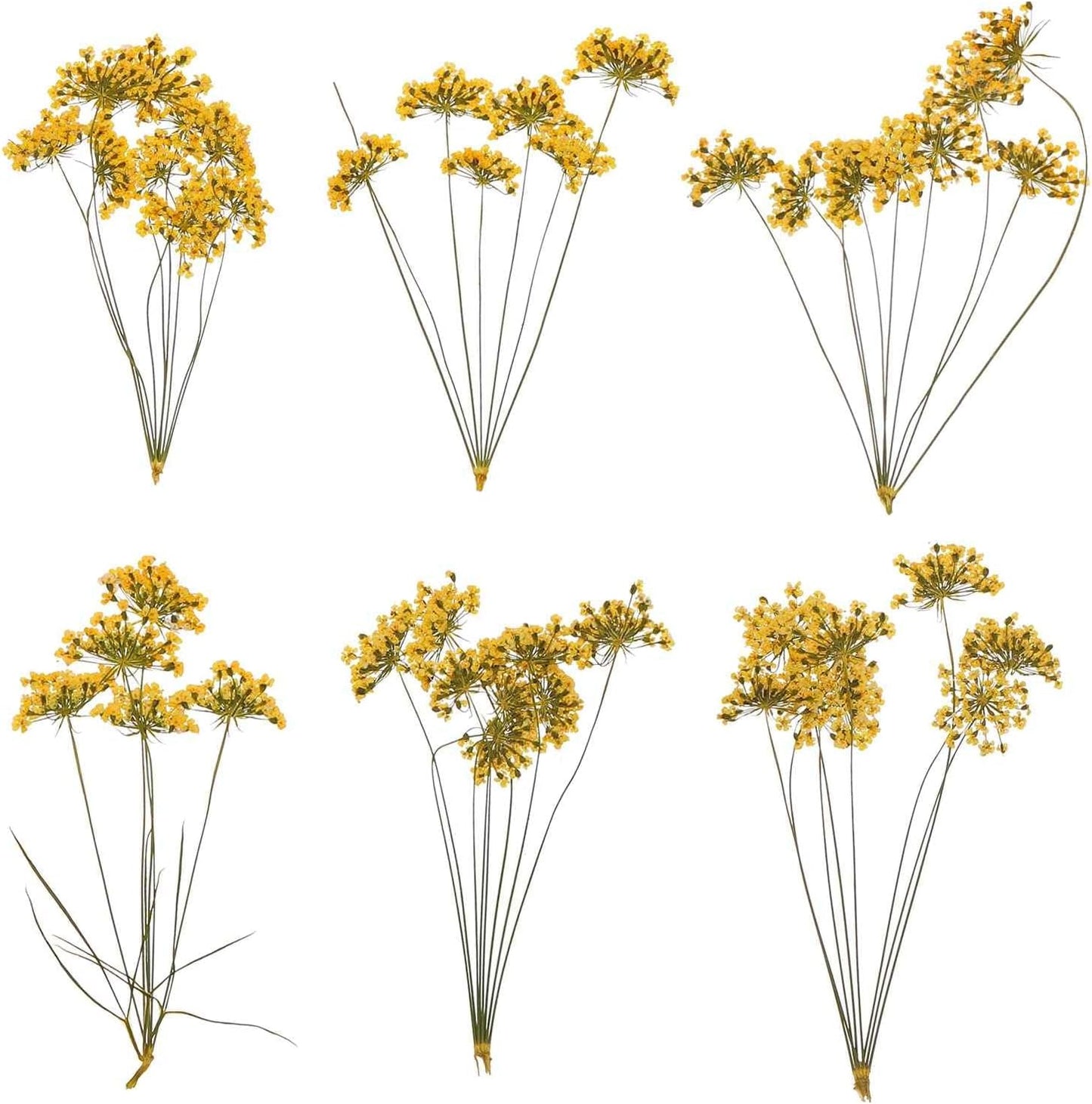 6 Pcs Natural Dried Pressed Flowers for Craft, Lace Real Pressed Dried Flowers Colorful Bouquets for Resin Moulds DIY Scrapbooking Candle Jewelry Making, Yellow