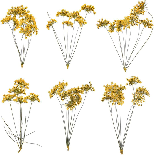 6 Pcs Natural Dried Pressed Flowers for Craft, Lace Real Pressed Dried Flowers Colorful Bouquets for Resin Moulds DIY Scrapbooking Candle Jewelry Making, Yellow