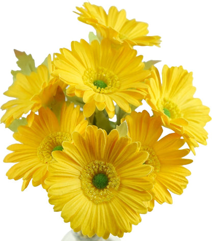 Real Touch Gerbera Daisy Artificial Flowers Arrangement & Wedding Bouquet (7 Floral Stems, Tuscany Yellow)