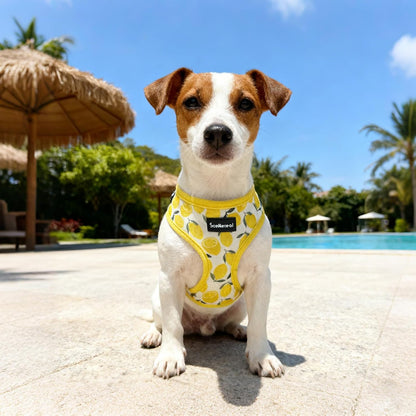 Small Dog Harness Collar and Leash Set, Lemon Yellow, S | Soft Mesh Puppy Harness, Spring Summer No Pull Vest for Dogs Cats Girls Boys, Chihuahua, Yorkie